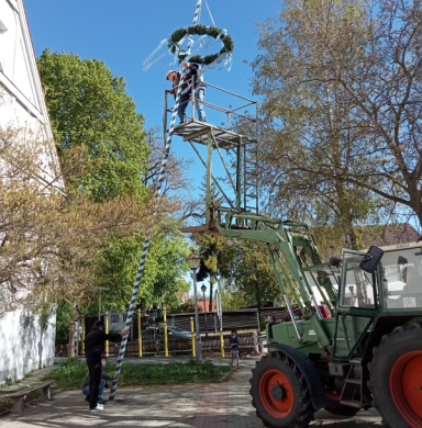 Maibaum aufstellen mit dem Traktor Aufstellen des Maibaum mit dem Traktor